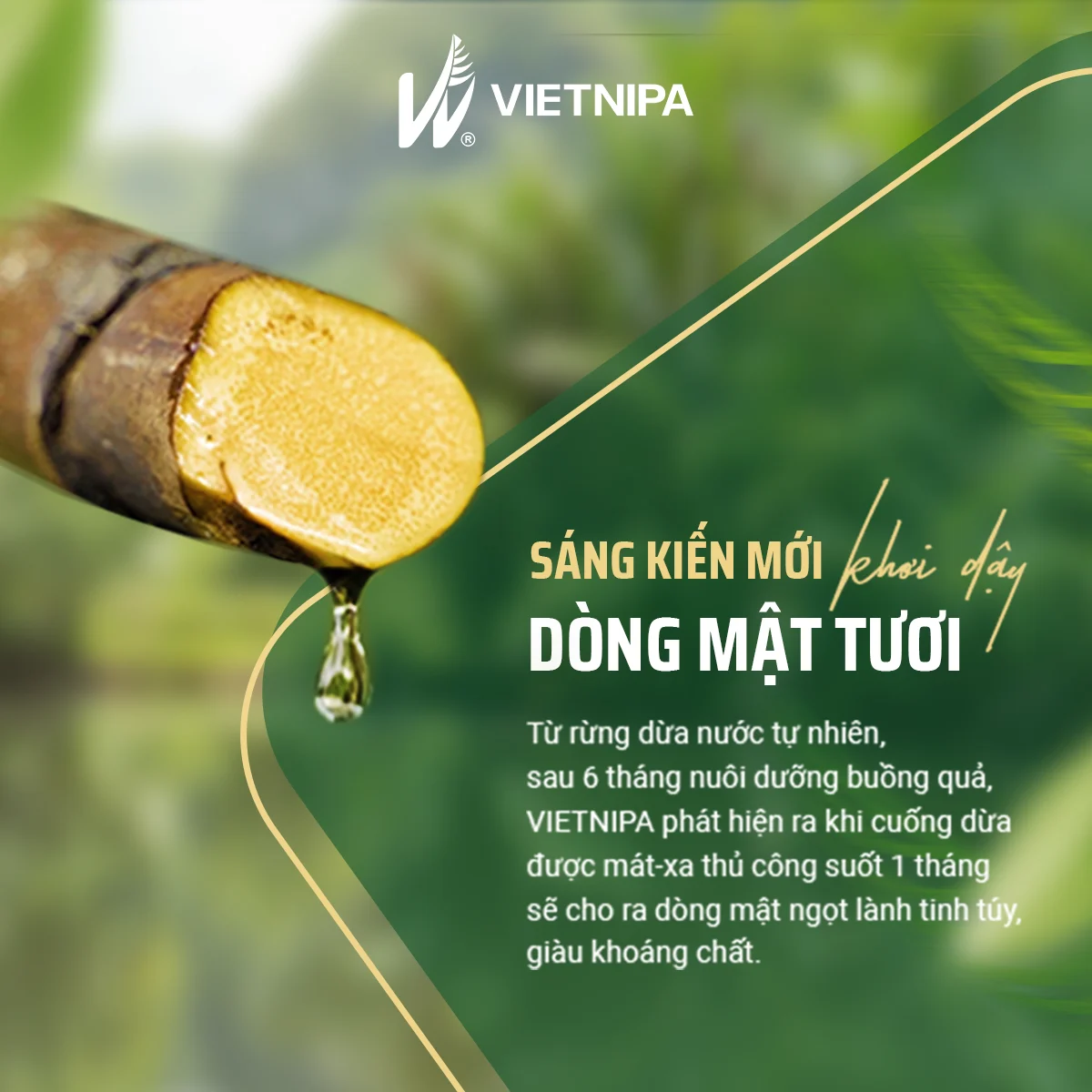 Mật Dừa Nước Cô Đặc Hữu Cơ VIETNIPA - 375g - Image 4